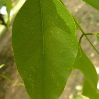 Cassia fistula L.